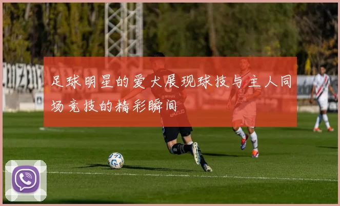 足球明星的爱犬展现球技与主人同场竞技的精彩瞬间